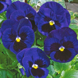 Семена виолы Карма F1 темно-синяя с глазком 100 шт Syngenta Flowers, Разновидности: Темно-синий с глазком, Фасовка: Проф упаковка 100 шт | Agriks
