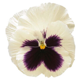 Насіння віоли Колоссус F1 біла з вічком 100 шт Syngenta Flowers, Різновиди: Білий, Фасовка: Проф упаковка 100 шт | Agriks