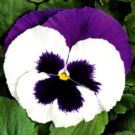 Семена виолы Колоссус F1 белая с пурпурным крылом 100 шт Syngenta Flowers, Разновидности: Белый с пурпурным крылом, Фасовка: Проф упаковка 100 шт | Agriks