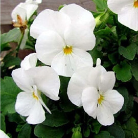 Семена виолы виттрока Дельта F1 белая 100 шт Syngenta Flowers, Разновидности: Белый, Фасовка: Проф упаковка 100 шт | Agriks