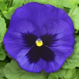 Семена виолы виттрока Дельта F1 синяя с глазком 100 шт Syngenta Flowers, Разновидности: Синий с глазком, Фасовка: Проф упаковка 100 шт | Agriks