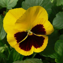 Насіння віоли віттрока Дельта F1 жовта з вічком 100 шт Syngenta Flowers, Різновиди: Жовтий із вічком, Фасовка: Проф упаковка 100 шт | Agriks
