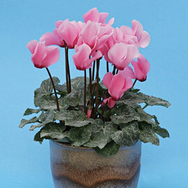 Семена цикламена мини Бетти 100 шт Cerny, Разновидности: Розовый, Фасовка: Проф упаковка 100 шт | Agriks