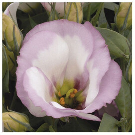 Семена эустомы горшочной Сапфир бело-розовая 100 шт Pan Аmerican, Разновидности: Бело-розовый, Фасовка: Проф упаковка 100 шт | Agriks