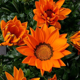 Семена газании Биг Кисс F1 оранжевая 100 шт Syngenta Flowers, Разновидности: Оранжевый, Фасовка: Проф упаковка 100 шт | Agriks