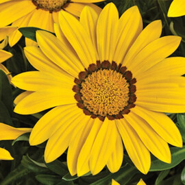 Семена газании Биг Кисс F1 желтая 100 шт Syngenta Flowers, Разновидности: Желтый, Фасовка: Проф упаковка 100 шт | Agriks
