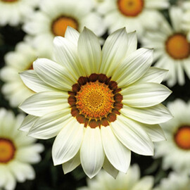Насіння газаніі Кісс F1 біла 100 шт Syngenta Flowers, Різновиди: Білий, Фасовка: Проф упаковка 100 шт | Agriks