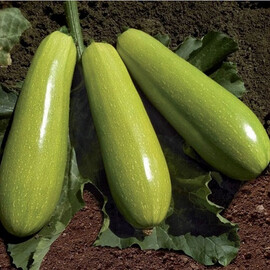 Язума F1 (КС 3714 F1) Kitano Seeds насіння кабачка, Фасовка: Проф упаковка 500 шт | Agriks