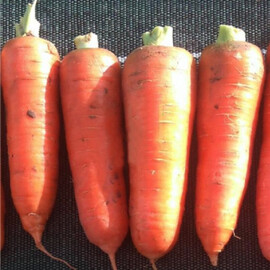Насіння моркви Курода Пауер Sakata 500 г | Agriks