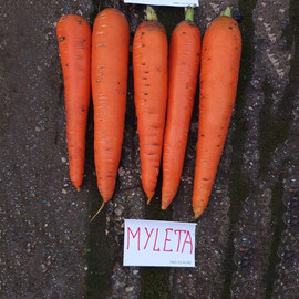 Насіння моркви Мулета F1 Clause від 100 000 шт (1,4-1,6), Фасовка: Проф упаковка 100 000 шт (1,6 - 2,0) | Agriks