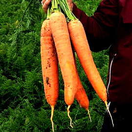 Насіння моркви Натзі F1 Clause від 100 000 шт (1,6-2,0), Фасовка: Проф упаковка 100 000 шт (1,6 - 2,0) | Agriks