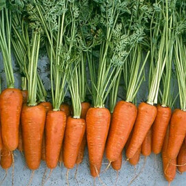 Насіння моркови Ред Кор Libra Seeds (Erste Zaden) 500 гр. | Agriks