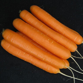 Насіння моркви Санторін F1 Clause від 100 000 шт (1,6-2,0), Фасовка: Проф упаковка 100 000 шт (1,6 - 2,0) | Agriks