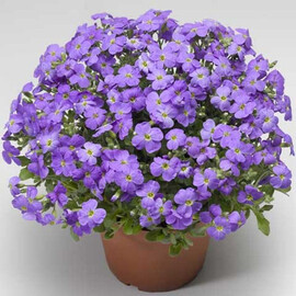 Насіння обрієти Одрі F1 блакитна 100 шт Syngenta Flowers, Різновиди: Блакитний, Фасовка: Проф упаковка 100 шт | Agriks