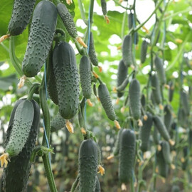 Насіння огірка Сінклер F1 (КС 80) Kitano Seeds від 250 шт, Фасовка: Проф упаковка 250 шт | Agriks