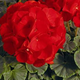 Насіння пеларгонії БуллзАй F1 скарлет Syngenta Flowers від 50 шт, Різновиди: Scarlet, Фасовка: Проф упаковка 100 шт | Agriks