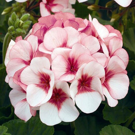 Семена пеларгонии Маверик F1 бело-розовая 100 шт Syngenta Flowers, Разновидности: Бело-розовый, Фасовка: Проф упаковка 100 шт | Agriks