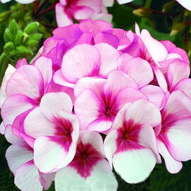 Семена пеларгонии Маверик F1 фиолетово-белая 100 шт Syngenta Flowers, Разновидности: Фиолетово-белый, Фасовка: Проф упаковка 100 шт | Agriks