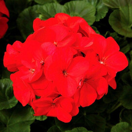 Семена пеларгонии Маверик F1 красная 100 шт Syngenta Flowers, Разновидности: Красный, Фасовка: Проф упаковка 100 шт | Agriks