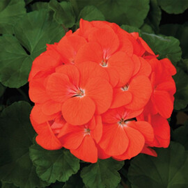 Насіння пеларгонії Маверік F1 помаранчева 100 шт Syngenta Flowers, Різновиди: Помаранчевий, Фасовка: Проф упаковка 100 шт | Agriks