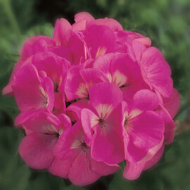 Семена пеларгонии Маверик F1 розовая 100 шт Syngenta Flowers, Разновидности: Розовый, Фасовка: Проф упаковка 100 шт | Agriks