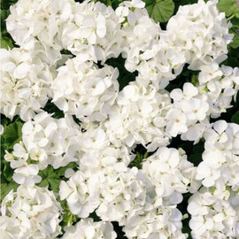 Насіння пеларгонії Мультіблум F1 біла 100 шт Syngenta Flowers, Різновиди: Білий, Фасовка: Проф упаковка 100 шт | Agriks