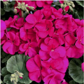 Насіння пеларгонії Мультіблум F1 фіолетова 100 шт Syngenta Flowers, Різновиди: Фіолетовий, Фасовка: Проф упаковка 100 шт | Agriks