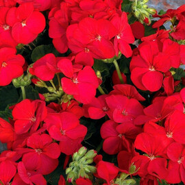 Насіння пеларгонії Мультіблум F1 червона 100 шт Syngenta Flowers, Різновиди: Червоний, Фасовка: Проф упаковка 100 шт | Agriks