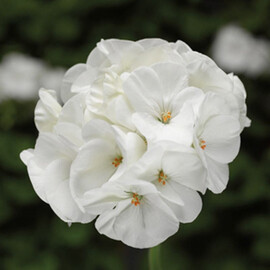 Семена пеларгонии Пинто F1 белая 100 шт Syngenta Flowers, Разновидности: Белый, Фасовка: Проф упаковка 100 шт | Agriks