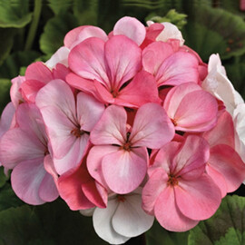 Семена пеларгонии Пинто F1 бело-розовая 100 шт Syngenta Flowers, Разновидности: Бело-розовый, Фасовка: Проф упаковка 100 шт | Agriks