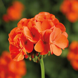 Семена пеларгонии Пинто F1 оранжевая 100 шт Syngenta Flowers, Разновидности: Оранжевый, Фасовка: Проф упаковка 100 шт | Agriks