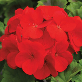 Насіння пеларгонії Пінто F1 темно-червона 100 шт Syngenta Flowers, Різновиди: Темно-червоний, Фасовка: Проф упаковка 100 шт | Agriks