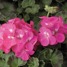 Насіння пеларгонії Пінто F1 темно-рожева 100 шт Syngenta Flowers, Різновиди: Темно-розовй, Фасовка: Проф упаковка 100 шт | Agriks