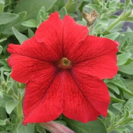 Насіння петунії Віртуоз Red Kitano Seeds 250 шт, Різновиди: Red, Фасовка: Проф упаковка 1 000 шт драже | Agriks