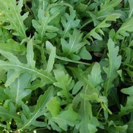 Семена рукколы (Extrema) Libra Seeds (Erste Zaden) 25 гр | Agriks
