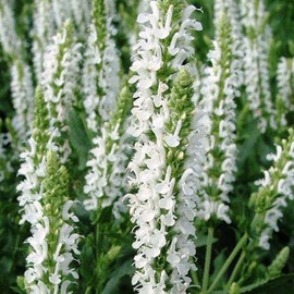 Насіння сальвії Мерло біла 100 шт Syngenta Flowers, Різновиди: Білий, Фасовка: Проф упаковка 100 шт | Agriks