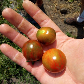 Насіння томату детермінантного Аріка F1 Libra Seeds (Erste Zaden) 250 шт | Agriks