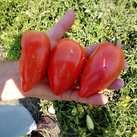 Насіння томату детермінантного Беліз F1 Libra Seeds (Erste Zaden) 250 шт | Agriks
