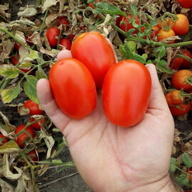 Насіння томату детермінантного Бостон F1 Libra Seeds (Erste Zaden) 1 000 шт, Фасовка: Проф упаковка 1 000 шт | Agriks
