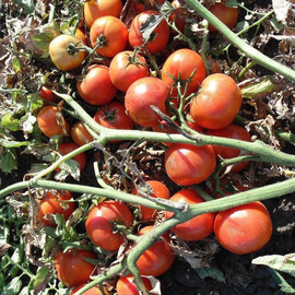 Насіння томату детермінантного Халстер F1 Libra Seeds (Erste Zaden) 250 шт, Фасовка: Проф упаковка 250 шт | Agriks