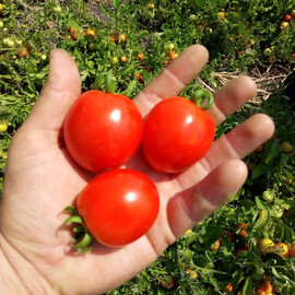 Насіння томату детермінантного Кентавр F1 Libra Seeds (Erste Zaden) 1 000 шт, Фасовка: Проф упаковка 1 000 шт | Agriks