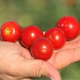 Насіння томату детермінантного Ламар F1Libra Seeds (Erste Zaden) 1 000 шт | Agriks