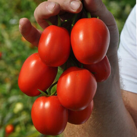 Насіння томату детермінантного Мегрез F1 Libra Seeds (Erste Zaden) 1 000 шт, Фасовка: Проф упаковка 1 000 шт | Agriks