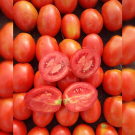 Насіння томату детермінантного Рекордсмен F1 Libra Seeds (Erste Zaden) 1 000 шт, Фасовка: Проф упаковка 1 000 шт | Agriks