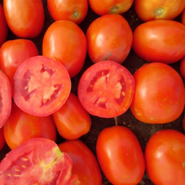 Насіння томату детермінантного Салерно F1 Libra Seeds (Erste Zaden) 1 000 шт, Фасовка: Проф упаковка 1 000 шт | Agriks