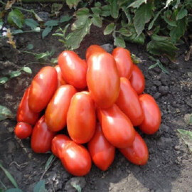 Насіння томату детермінантного Сан Парадайз F1 Libra Seeds (Erste Zaden) 1 000 шт | Agriks