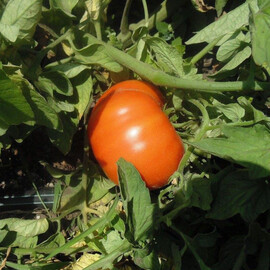 Насіння томату детермінантного Світ Муссон F1 Libra Seeds (Erste Zaden) 250 шт, Фасовка: Проф упаковка 250 шт | Agriks