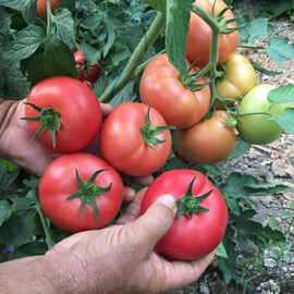 Насіння томату індетермінантного Белтон F1 Libra Seeds (Erste Zaden) 250 шт, Фасовка: Проф упаковка 250 шт | Agriks