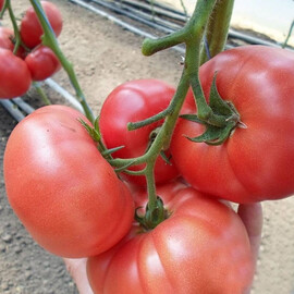 Насіння томату індетермінантного KS 240 F1 Kitano Seeds від 100 шт, Фасовка: Проф упаковка 100 шт | Agriks