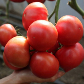 Насіння томату індетермінантного KS 311 F1 Kitano Seeds від 100 шт, Фасовка: Проф упаковка 100 шт | Agriks